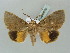  ( - BC ZSM Lep 56169)  @13 [ ] CreativeCommons - Attribution Non-Commercial Share-Alike (2011) Axel Hausmann/Bavarian State Collection of Zoology (ZSM) SNSB, Zoologische Staatssammlung Muenchen