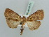  ( - BC ZSM Lep 56172)  @11 [ ] CreativeCommons - Attribution Non-Commercial Share-Alike (2011) Axel Hausmann/Bavarian State Collection of Zoology (ZSM) SNSB, Zoologische Staatssammlung Muenchen