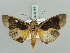  ( - BC ZSM Lep 56185)  @12 [ ] CreativeCommons - Attribution Non-Commercial Share-Alike (2011) Axel Hausmann/Bavarian State Collection of Zoology (ZSM) SNSB, Zoologische Staatssammlung Muenchen