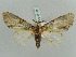  ( - BC ZSM Lep 56193)  @14 [ ] CreativeCommons - Attribution Non-Commercial Share-Alike (2011) Axel Hausmann/Bavarian State Collection of Zoology (ZSM) SNSB, Zoologische Staatssammlung Muenchen