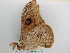  ( - BC ZSM Lep 56197)  @12 [ ] CreativeCommons - Attribution Non-Commercial Share-Alike (2011) Axel Hausmann/Bavarian State Collection of Zoology (ZSM) SNSB, Zoologische Staatssammlung Muenchen