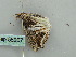  (Phrataria transcissataAH01Au - BC ZSM Lep 56207)  @12 [ ] CreativeCommons - Attribution Non-Commercial Share-Alike (2011) Axel Hausmann/Bavarian State Collection of Zoology (ZSM) SNSB, Zoologische Staatssammlung Muenchen