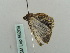  ( - BC ZSM Lep 56209)  @11 [ ] CreativeCommons - Attribution Non-Commercial Share-Alike (2011) Axel Hausmann/Bavarian State Collection of Zoology (ZSM) SNSB, Zoologische Staatssammlung Muenchen