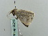  ( - BC ZSM Lep 56210)  @12 [ ] CreativeCommons - Attribution Non-Commercial Share-Alike (2011) Axel Hausmann/Bavarian State Collection of Zoology (ZSM) SNSB, Zoologische Staatssammlung Muenchen