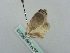  ( - BC ZSM Lep 56213)  @13 [ ] CreativeCommons - Attribution Non-Commercial Share-Alike (2011) Axel Hausmann/Bavarian State Collection of Zoology (ZSM) SNSB, Zoologische Staatssammlung Muenchen