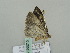  ( - BC ZSM Lep 56215)  @11 [ ] CreativeCommons - Attribution Non-Commercial Share-Alike (2011) Axel Hausmann/Bavarian State Collection of Zoology (ZSM) SNSB, Zoologische Staatssammlung Muenchen