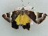  ( - BC ZSM Lep 56218)  @12 [ ] CreativeCommons - Attribution Non-Commercial Share-Alike (2011) Axel Hausmann/Bavarian State Collection of Zoology (ZSM) SNSB, Zoologische Staatssammlung Muenchen