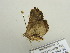  (Paonidia - BC ZSM Lep 56229)  @13 [ ] CreativeCommons - Attribution Non-Commercial Share-Alike (2011) Axel Hausmann/Bavarian State Collection of Zoology (ZSM) SNSB, Zoologische Staatssammlung Muenchen