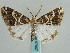  ( - BC ZSM Lep 57907)  @11 [ ] CreativeCommons - Attribution Non-Commercial Share-Alike (2011) Axel Hausmann/Bavarian State Collection of Zoology (ZSM) SNSB, Zoologische Staatssammlung Muenchen