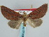  (Mauna drakensbergensis - BC ZSM Lep 57908)  @11 [ ] CreativeCommons - Attribution Non-Commercial Share-Alike (2011) Axel Hausmann/Bavarian State Collection of Zoology (ZSM) SNSB, Zoologische Staatssammlung Muenchen