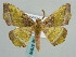  ( - BC ZSM Lep 57909)  @11 [ ] CreativeCommons - Attribution Non-Commercial Share-Alike (2011) Axel Hausmann/Bavarian State Collection of Zoology (ZSM) SNSB, Zoologische Staatssammlung Muenchen