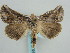  ( - BC ZSM Lep 57914)  @13 [ ] CreativeCommons - Attribution Non-Commercial Share-Alike (2011) Axel Hausmann/Bavarian State Collection of Zoology (ZSM) SNSB, Zoologische Staatssammlung Muenchen