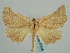  ( - BC ZSM Lep 57915)  @13 [ ] CreativeCommons - Attribution Non-Commercial Share-Alike (2011) Axel Hausmann/Bavarian State Collection of Zoology (ZSM) SNSB, Zoologische Staatssammlung Muenchen
