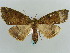  (Cidariophanes viridifascia - BC ZSM Lep 57916)  @11 [ ] CreativeCommons - Attribution Non-Commercial Share-Alike (2011) Axel Hausmann/Bavarian State Collection of Zoology (ZSM) SNSB, Zoologische Staatssammlung Muenchen