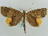 (Ischnopteris chryses - BC ZSM Lep 57917)  @13 [ ] CreativeCommons - Attribution Non-Commercial Share-Alike (2011) Axel Hausmann/Bavarian State Collection of Zoology (ZSM) SNSB, Zoologische Staatssammlung Muenchen