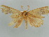  ( - BC ZSM Lep 57918)  @12 [ ] CreativeCommons - Attribution Non-Commercial Share-Alike (2011) Axel Hausmann/Bavarian State Collection of Zoology (ZSM) SNSB, Zoologische Staatssammlung Muenchen