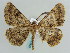  ( - BC ZSM Lep 57923)  @12 [ ] CreativeCommons - Attribution Non-Commercial Share-Alike (2011) Axel Hausmann/Bavarian State Collection of Zoology (ZSM) SNSB, Zoologische Staatssammlung Muenchen