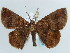  ( - BC ZSM Lep 57929)  @11 [ ] CreativeCommons - Attribution Non-Commercial Share-Alike (2011) Axel Hausmann/Bavarian State Collection of Zoology (ZSM) SNSB, Zoologische Staatssammlung Muenchen