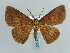  ( - BC ZSM Lep 57930)  @11 [ ] CreativeCommons - Attribution Non-Commercial Share-Alike (2011) Axel Hausmann/Bavarian State Collection of Zoology (ZSM) SNSB, Zoologische Staatssammlung Muenchen