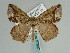  ( - BC ZSM Lep 57937)  @13 [ ] CreativeCommons - Attribution Non-Commercial Share-Alike (2011) Axel Hausmann/Bavarian State Collection of Zoology (ZSM) SNSB, Zoologische Staatssammlung Muenchen