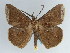  ( - BC ZSM Lep 57945)  @11 [ ] CreativeCommons - Attribution Non-Commercial Share-Alike (2011) Axel Hausmann/Bavarian State Collection of Zoology (ZSM) SNSB, Zoologische Staatssammlung Muenchen