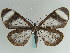  ( - BC ZSM Lep 57947)  @13 [ ] CreativeCommons - Attribution Non-Commercial Share-Alike (2011) Axel Hausmann/Bavarian State Collection of Zoology (ZSM) SNSB, Zoologische Staatssammlung Muenchen