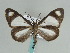  (Genussa cluaca - BC ZSM Lep 57951)  @13 [ ] CreativeCommons - Attribution Non-Commercial Share-Alike (2011) Axel Hausmann/Bavarian State Collection of Zoology (ZSM) SNSB, Zoologische Staatssammlung Muenchen