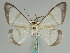  ( - BC ZSM Lep 57954)  @14 [ ] CreativeCommons - Attribution Non-Commercial Share-Alike (2011) Axel Hausmann/Bavarian State Collection of Zoology (ZSM) SNSB, Zoologische Staatssammlung Muenchen