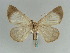  (Perigramma theodora - BC ZSM Lep 57955)  @15 [ ] CreativeCommons - Attribution Non-Commercial Share-Alike (2011) Axel Hausmann/Bavarian State Collection of Zoology (ZSM) SNSB, Zoologische Staatssammlung Muenchen