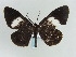  ( - BC ZSM Lep 57963)  @11 [ ] CreativeCommons - Attribution Non-Commercial Share-Alike (2011) Axel Hausmann/Bavarian State Collection of Zoology (ZSM) SNSB, Zoologische Staatssammlung Muenchen