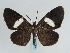  ( - BC ZSM Lep 57964)  @11 [ ] CreativeCommons - Attribution Non-Commercial Share-Alike (2011) Axel Hausmann/Bavarian State Collection of Zoology (ZSM) SNSB, Zoologische Staatssammlung Muenchen