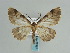  ( - BC ZSM Lep 57967)  @13 [ ] CreativeCommons - Attribution Non-Commercial Share-Alike (2011) Axel Hausmann/Bavarian State Collection of Zoology (ZSM) SNSB, Zoologische Staatssammlung Muenchen