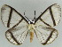  (Carpella miegii - BC ZSM Lep 57972)  @14 [ ] CreativeCommons - Attribution Non-Commercial Share-Alike (2011) Axel Hausmann/Bavarian State Collection of Zoology (ZSM) SNSB, Zoologische Staatssammlung Muenchen