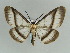  (Carpella interrupta - BC ZSM Lep 57973)  @14 [ ] CreativeCommons - Attribution Non-Commercial Share-Alike (2011) Axel Hausmann/Bavarian State Collection of Zoology (ZSM) SNSB, Zoologische Staatssammlung Muenchen