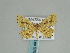  ( - BC ZSM Lep 57981)  @11 [ ] CreativeCommons - Attribution Non-Commercial Share-Alike (2011) Axel Hausmann/Bavarian State Collection of Zoology (ZSM) SNSB, Zoologische Staatssammlung Muenchen