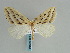  (Loxaspilates hastigera - BC ZSM Lep 57982)  @11 [ ] CreativeCommons - Attribution Non-Commercial Share-Alike (2011) Axel Hausmann/Bavarian State Collection of Zoology (ZSM) SNSB, Zoologische Staatssammlung Muenchen