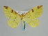  (Opisthograptis mimulinaCH01 - BC ZSM Lep 57984)  @11 [ ] CreativeCommons - Attribution Non-Commercial Share-Alike (2011) Axel Hausmann/Bavarian State Collection of Zoology (ZSM) SNSB, Zoologische Staatssammlung Muenchen