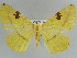  (Opisthograptis moelleri - BC ZSM Lep 57985)  @14 [ ] CreativeCommons - Attribution Non-Commercial Share-Alike (2011) Axel Hausmann/Bavarian State Collection of Zoology (ZSM) SNSB, Zoologische Staatssammlung Muenchen