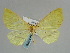  ( - BC ZSM Lep 57986)  @11 [ ] CreativeCommons - Attribution Non-Commercial Share-Alike (2011) Axel Hausmann/Bavarian State Collection of Zoology (ZSM) SNSB, Zoologische Staatssammlung Muenchen