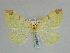  (Opisthograptis emaculataCH01 - BC ZSM Lep 57987)  @11 [ ] CreativeCommons - Attribution Non-Commercial Share-Alike (2011) Axel Hausmann/Bavarian State Collection of Zoology (ZSM) SNSB, Zoologische Staatssammlung Muenchen