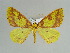  ( - BC ZSM Lep 57995)  @11 [ ] CreativeCommons - Attribution Non-Commercial Share-Alike (2011) Axel Hausmann/Bavarian State Collection of Zoology (ZSM) SNSB, Zoologische Staatssammlung Muenchen