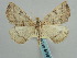  ( - BC ZSM Lep 57997)  @11 [ ] CreativeCommons - Attribution Non-Commercial Share-Alike (2011) Axel Hausmann/Bavarian State Collection of Zoology (ZSM) SNSB, Zoologische Staatssammlung Muenchen