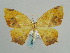  (Epigynopteryx ansorgei - BC ZSM Lep 58000)  @14 [ ] CreativeCommons - Attribution Non-Commercial Share-Alike (2011) Axel Hausmann/Bavarian State Collection of Zoology (ZSM) SNSB, Zoologische Staatssammlung Muenchen