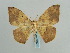  ( - BC ZSM Lep 58001)  @14 [ ] CreativeCommons - Attribution Non-Commercial Share-Alike (2011) Axel Hausmann/Bavarian State Collection of Zoology (ZSM) SNSB, Zoologische Staatssammlung Muenchen