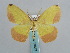  ( - BC ZSM Lep 59617)  @12 [ ] CreativeCommons - Attribution Non-Commercial Share-Alike (2011) Axel Hausmann/Bavarian State Collection of Zoology (ZSM) SNSB, Zoologische Staatssammlung Muenchen