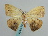  (Epigynopteryx tabitha - BC ZSM Lep 59619)  @14 [ ] CreativeCommons - Attribution Non-Commercial Share-Alike (2011) Axel Hausmann/Bavarian State Collection of Zoology (ZSM) SNSB, Zoologische Staatssammlung Muenchen