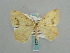  (Epigynopteryx guichardi - BC ZSM Lep 59621)  @14 [ ] CreativeCommons - Attribution Non-Commercial Share-Alike (2011) Axel Hausmann/Bavarian State Collection of Zoology (ZSM) SNSB, Zoologische Staatssammlung Muenchen
