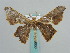  ( - BC ZSM Lep 59630)  @13 [ ] CreativeCommons - Attribution Non-Commercial Share-Alike (2011) Axel Hausmann/Bavarian State Collection of Zoology (ZSM) SNSB, Zoologische Staatssammlung Muenchen