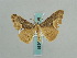  ( - BC ZSM Lep 59635)  @14 [ ] CreativeCommons - Attribution Non-Commercial Share-Alike (2011) Axel Hausmann/Bavarian State Collection of Zoology (ZSM) SNSB, Zoologische Staatssammlung Muenchen