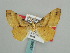  ( - BC ZSM Lep 59637)  @13 [ ] CreativeCommons - Attribution Non-Commercial Share-Alike (2011) Axel Hausmann/Bavarian State Collection of Zoology (ZSM) SNSB, Zoologische Staatssammlung Muenchen